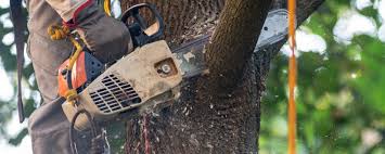 Best Tree Preservation Services  in Canal Winchester, OH