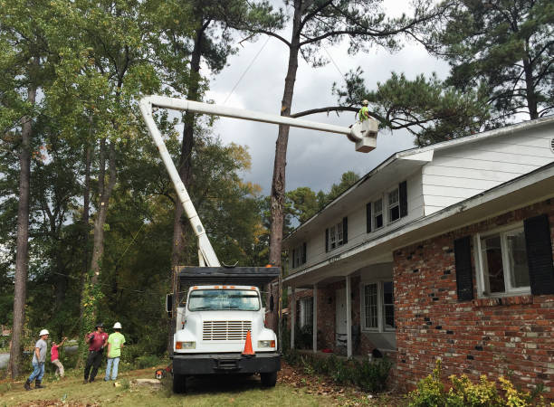 Canal Winchester, OH Tree Removal Services Company