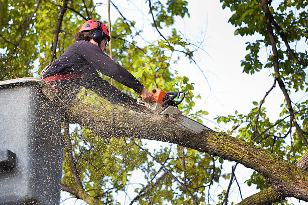 Best Lawn Grading and Leveling  in Canal Winchester, OH