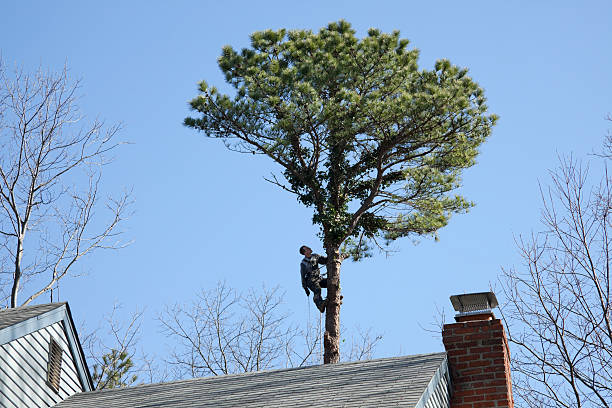 Best Commercial Tree Removal  in Canal Winchester, OH